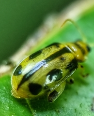 Philopona mouhoti