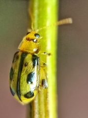 Philopona mouhoti