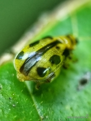 Philopona mouhoti