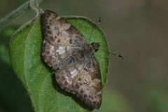 Typhedanus buena