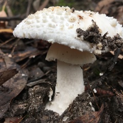 Amanita ochrophylloides