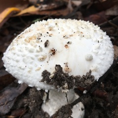 Amanita ochrophylloides