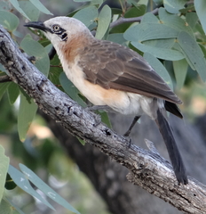 Turdoides gymnogenys