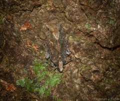 Errotasa neovalesiaca