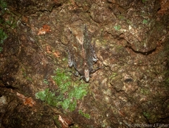 Errotasa neovalesiaca