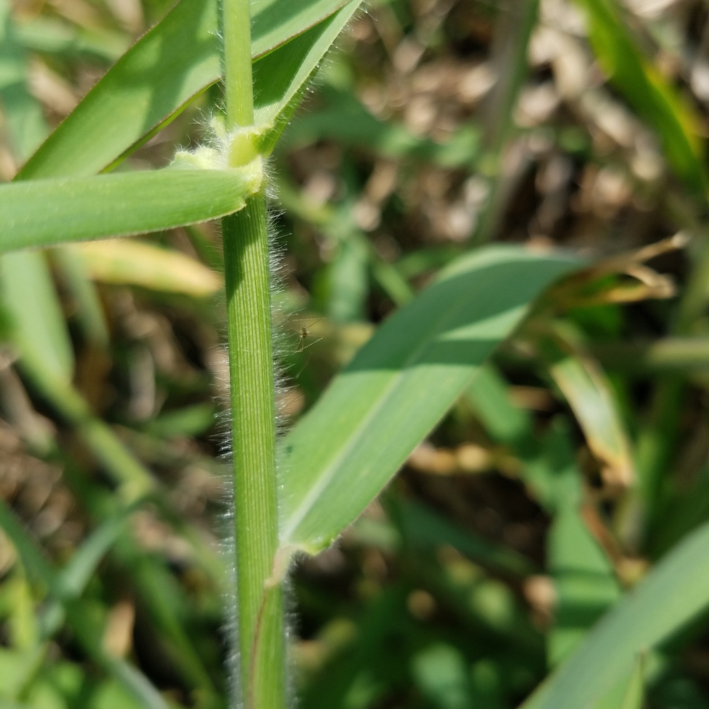 Para Grass from Miami-Dade County, FL, USA on April 3, 2022 at 12:45 PM ...