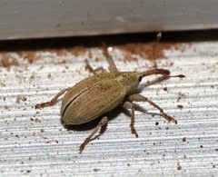 Anthonomus sphaeralciae