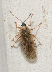 Gargaphia iridescens