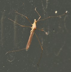 Metacanthus multispinus