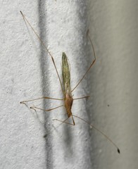 Metacanthus multispinus