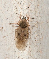 Gargaphia iridescens