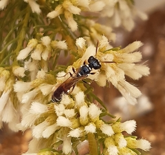 Trachypus denticollis