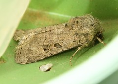 Protorthodes melanopis