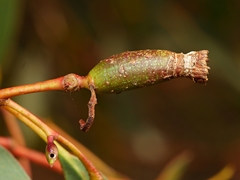 Apiomorpha urnalis