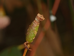 Apiomorpha urnalis