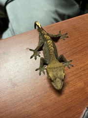 Correlophus