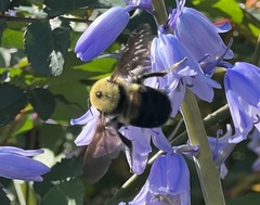 Bombus griseocollis