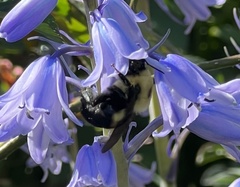 Bombus griseocollis