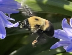 Bombus griseocollis