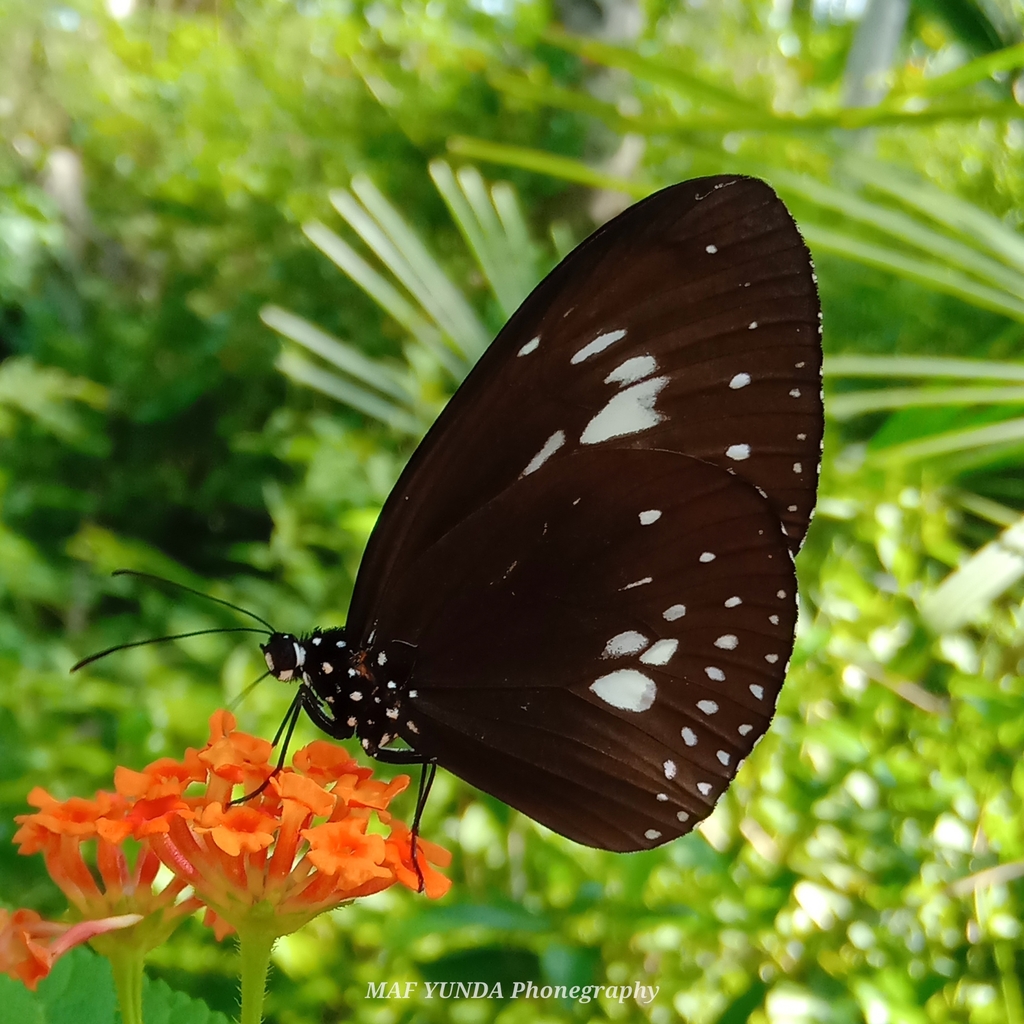Euploea eleusina