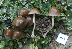 Psathyrella lutensis