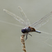 Sooty Saddlebags - Photo (c) Cameron Eckert, some rights reserved (CC BY-NC), uploaded by Cameron Eckert