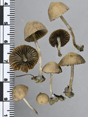 Psathyrella lutensis