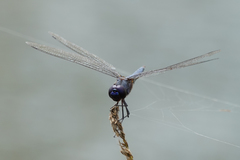Tramea binotata