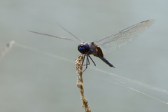Tramea binotata