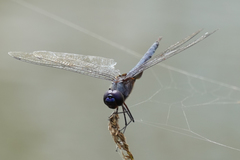 Tramea binotata
