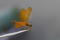 Perithemis electra