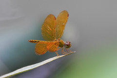 Perithemis electra