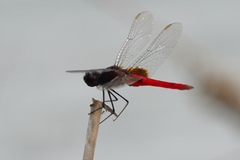 Planiplax phoenicura