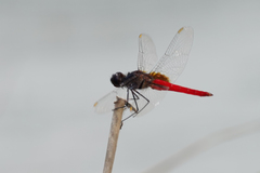 Planiplax phoenicura