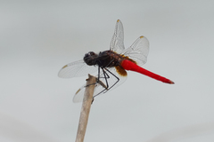 Planiplax phoenicura