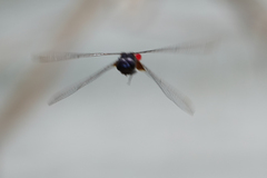 Planiplax phoenicura