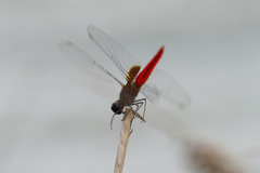 Planiplax phoenicura