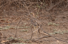 Burhinus capensis image
