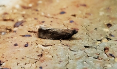 Cryptaspasma sordida