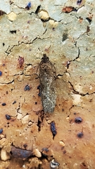 Cryptaspasma sordida