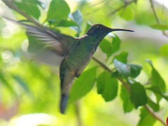 Colibri thalassinus