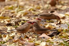 Estrilda troglodytes