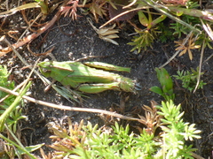 Chimarocephala pacifica