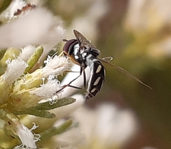 Allograpta piurana