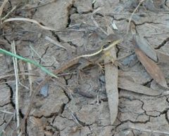 Lophognathus gilberti