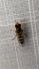 Allograpta terraenovae