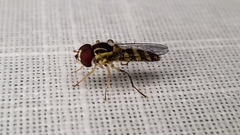 Allograpta terraenovae