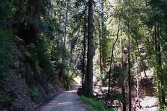 Sequoia sempervirens