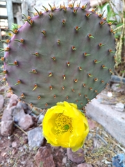 Opuntia gosseliniana