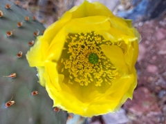 Opuntia gosseliniana